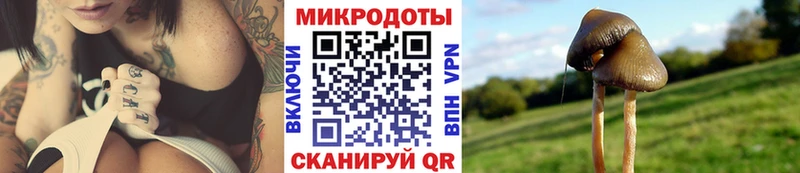 Псилоцибиновые грибы Cubensis  Суздаль 